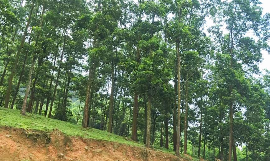 Sinh kế xanh từ rừng bền vững – Cơ hội cho cộng đồng và môi trường cùng Forestry NB