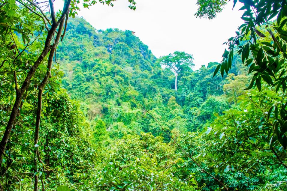 Quản lý rừng bền vững – Bước tiến chiến lược của Forestry NB tại Thanh Hóa