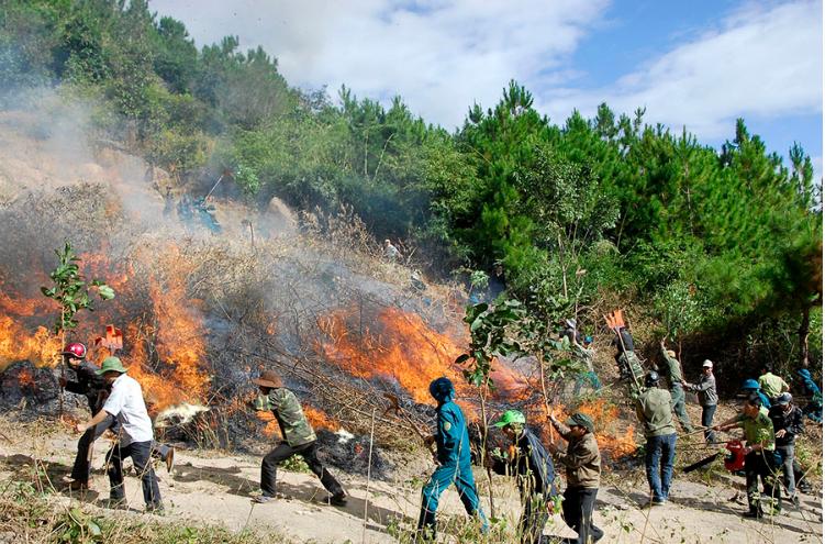 Bảo vệ rừng và phòng cháy rừng – Cam kết bền vững của Forestry NB